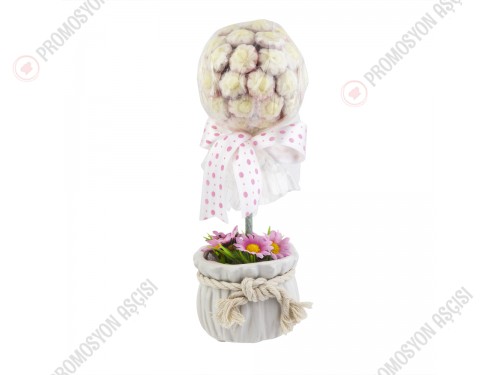 Saksıda Şeker Ağacı